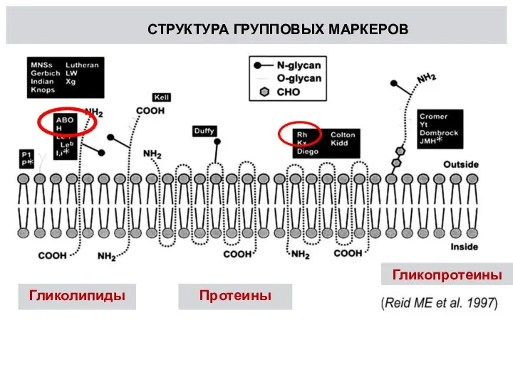 СТРУКТУРА ГРУППОВЫХ МАРКЕРОВ Гликолипиды Протеины Гликопротеины