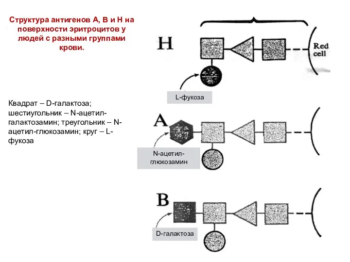 L-фукоза N-ацетил-глюкозамин D-галактоза Структура антигенов А, В и Н на поверхности эритроцитов