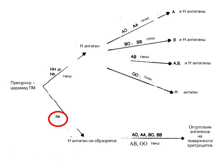 Прекурсор – церамид ПМ гены Н антиген Н антиген не образуется гены
