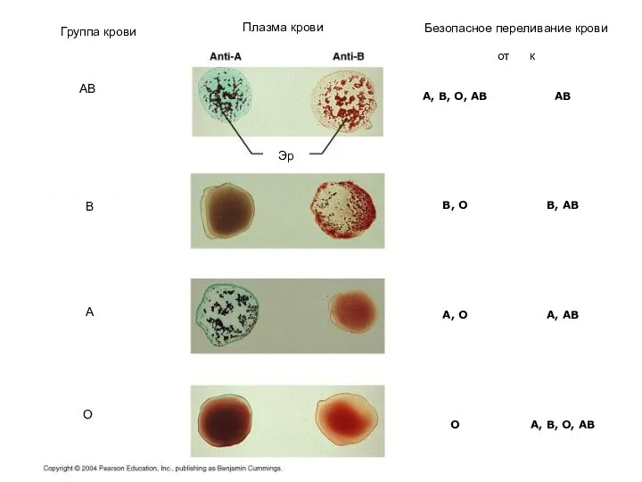 Safe transfusions From To A, B, O, AB AB B, O B,