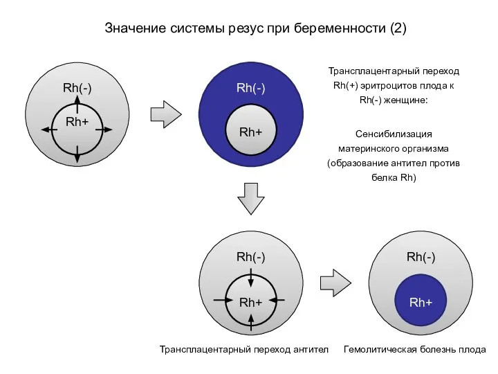 Rh(-) Rh+ Rh(-) Rh+ Rh(-) Rh+ Rh(-) Rh+ Значение системы резус при