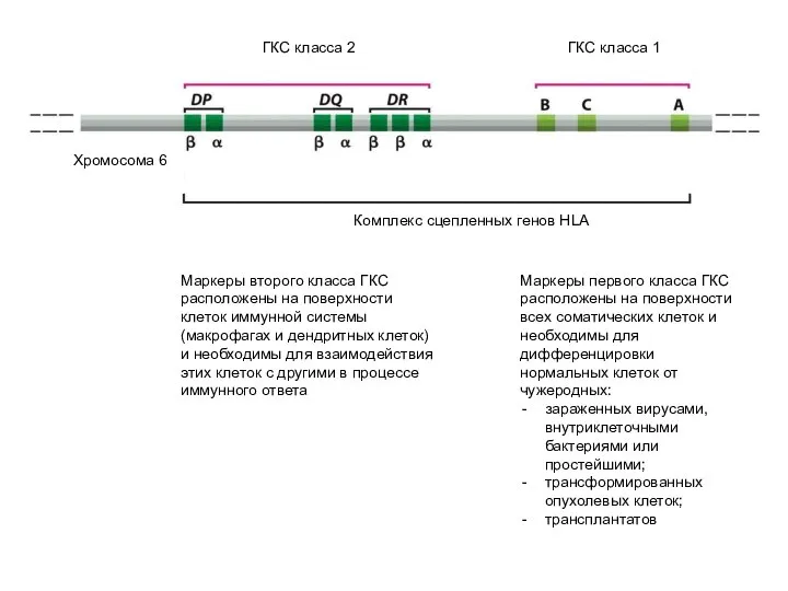 Комплекс сцепленных генов HLA Хромосома 6 ГКС класса 2 ГКС класса 1