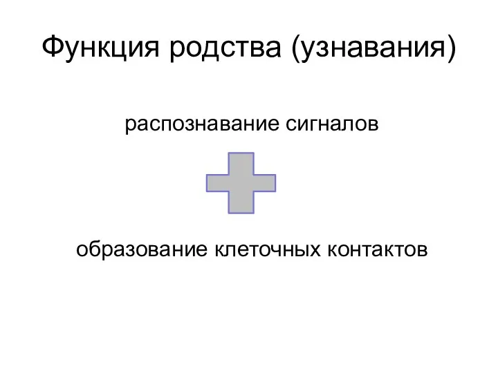 Функция родства (узнавания) распознавание сигналов образование клеточных контактов