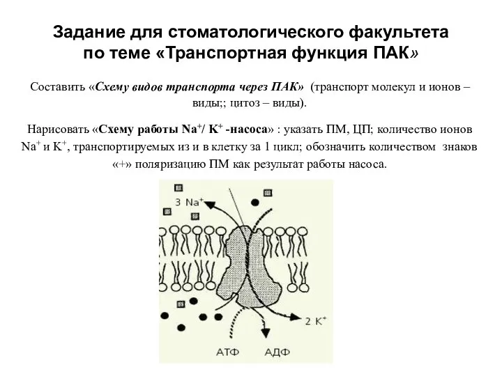 Задание для стоматологического факультета по теме «Транспортная функция ПАК» Составить «Схему видов