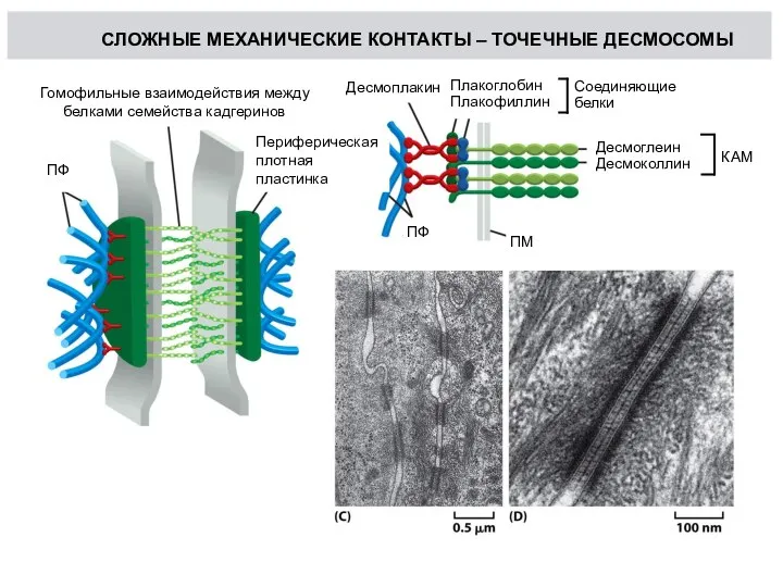 СЛОЖНЫЕ МЕХАНИЧЕСКИЕ КОНТАКТЫ – ТОЧЕЧНЫЕ ДЕСМОСОМЫ Гомофильные взаимодействия между белками семейства кадгеринов