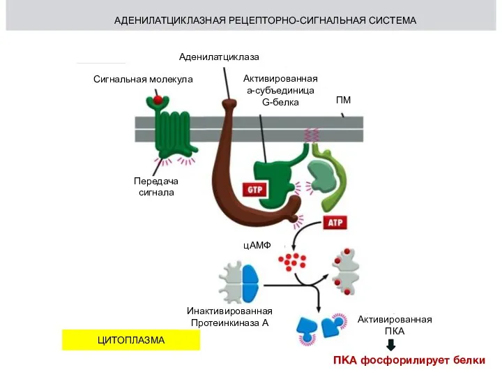АДЕНИЛАТЦИКЛАЗНАЯ РЕЦЕПТОРНО-СИГНАЛЬНАЯ СИСТЕМА Сигнальная молекула Аденилатциклаза Передача сигнала ЦИТОПЛАЗМА цАМФ ПМ Активированная