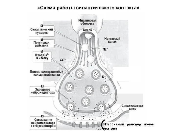 «Схема работы синаптического контакта» Пассивный транспорт ионов натрия . . . . . . .