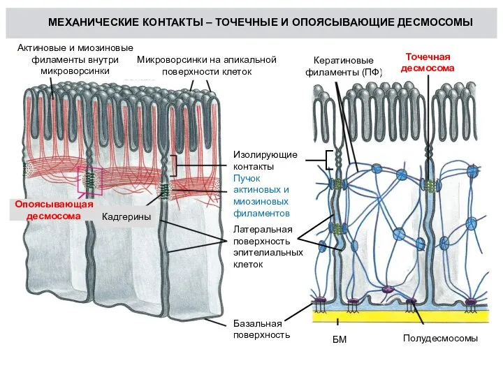 МЕХАНИЧЕСКИЕ КОНТАКТЫ – ТОЧЕЧНЫЕ И ОПОЯСЫВАЮЩИЕ ДЕСМОСОМЫ