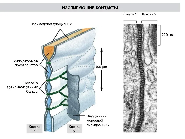 Взаимодействующие ПМ Межклеточное пространство Полоска трансмембранных белков Внутренний монослой липидов БЛС Клетка