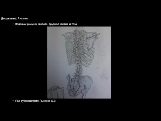 Дисциплина: Рисунок Задание: рисунок скелета. Грудной клетки и таза Под руководством: Лысенко О.В