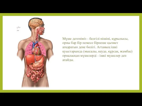 Мүше дегеніміз - белгілі пішіні, құрылысы, орны бар бір немесе бірнеше қызмет