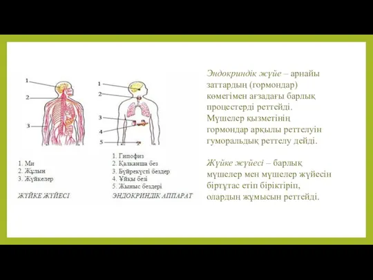 Эндокриндік жүйе – арнайы заттардың (гормондар) көмегімен ағзадағы барлық процестерді реттейді. Мүшелер