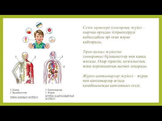 Сезім мүшелері (сенсорлық жүйе) – сыртқы ортадан тітіркендіруді қабылдайды әрі оған жауап