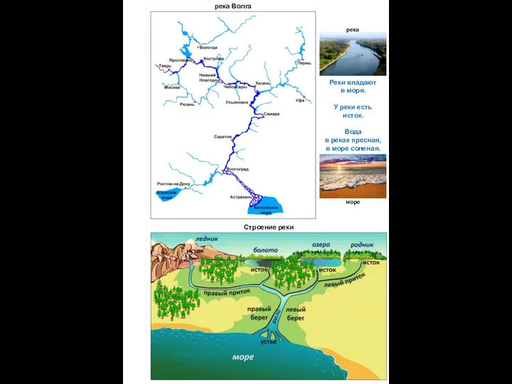 река Волга Строение реки река море Реки впадают в моря. У реки