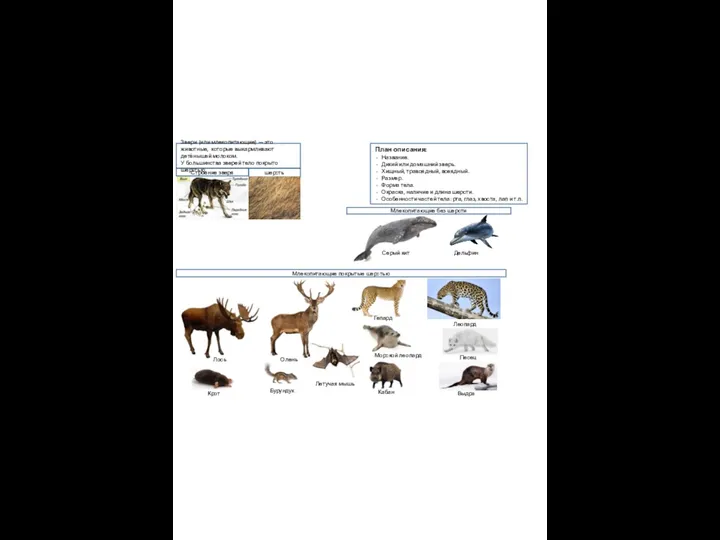 Звери (или млекопитающие) — это животные, которые выкармливают детёнышей молоком. У большинства