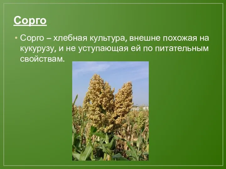 Сорго Сорго – хлебная культура, внешне похожая на кукурузу, и не уступающая ей по питательным свойствам.