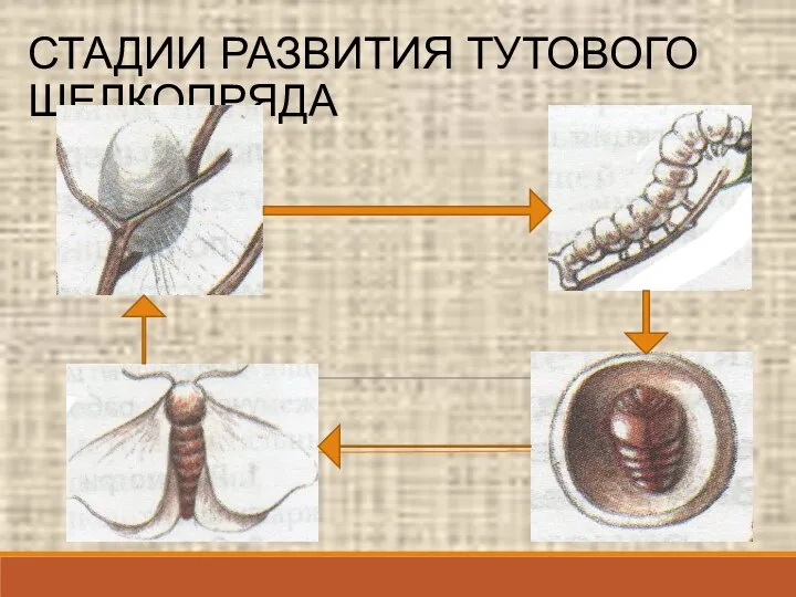 СТАДИИ РАЗВИТИЯ ТУТОВОГО ШЕЛКОПРЯДА