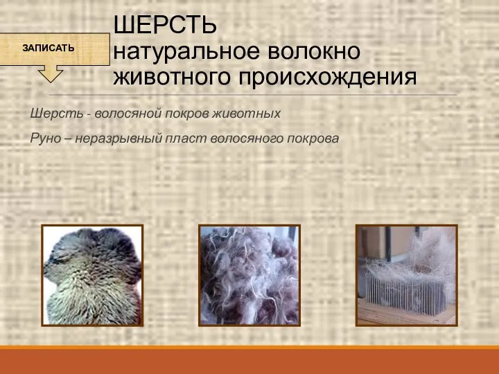 ШЕРСТЬ натуральное волокно животного происхождения Шерсть - волосяной покров животных Руно – неразрывный пласт волосяного покрова