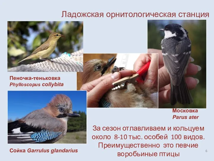 Пеночка-теньковка Phylloscopus collybita Московка Parus ater Сойка Garrulus glandarius За сезон отлавливаем