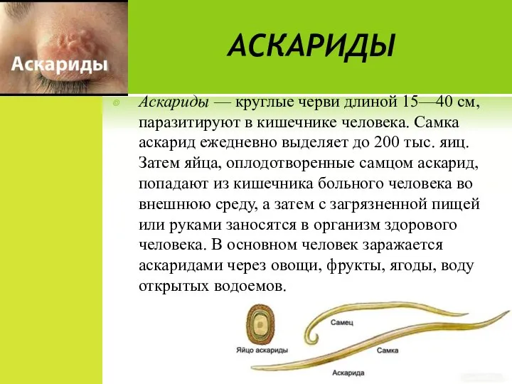 АСКАРИДЫ Аскариды — круглые черви длиной 15—40 см, паразитируют в кишечнике человека.