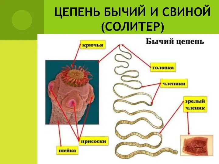 ЦЕПЕНЬ БЫЧИЙ И СВИНОЙ (СОЛИТЕР)