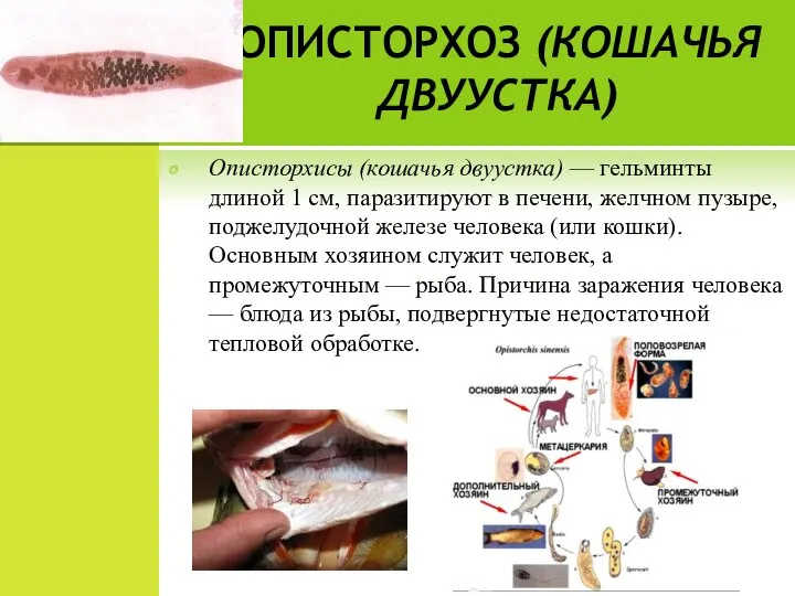 ОПИСТОРХОЗ (КОШАЧЬЯ ДВУУСТКА) Описторхисы (кошачья двуустка) — гельминты длиной 1 см, паразитируют
