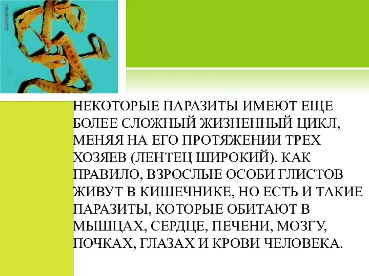 НЕКОТОРЫЕ ПАРАЗИТЫ ИМЕЮТ ЕЩЕ БОЛЕЕ СЛОЖНЫЙ ЖИЗНЕННЫЙ ЦИКЛ, МЕНЯЯ НА ЕГО ПРОТЯЖЕНИИ