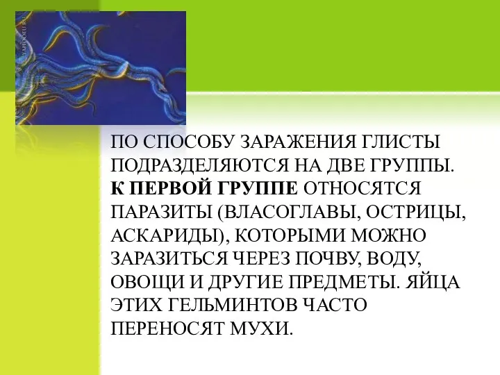 ПО СПОСОБУ ЗАРАЖЕНИЯ ГЛИСТЫ ПОДРАЗДЕЛЯЮТСЯ НА ДВЕ ГРУППЫ. К ПЕРВОЙ ГРУППЕ ОТНОСЯТСЯ