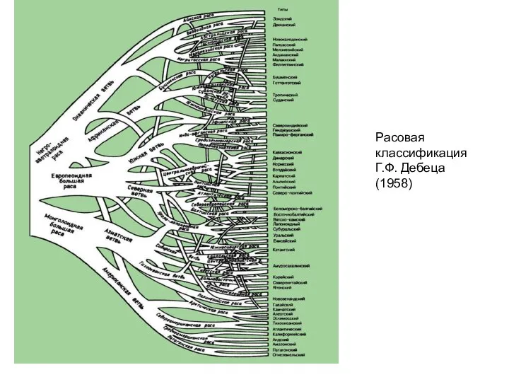 Расовая классификация Г.Ф. Дебеца (1958)