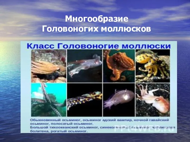 Многообразие Головоногих моллюсков