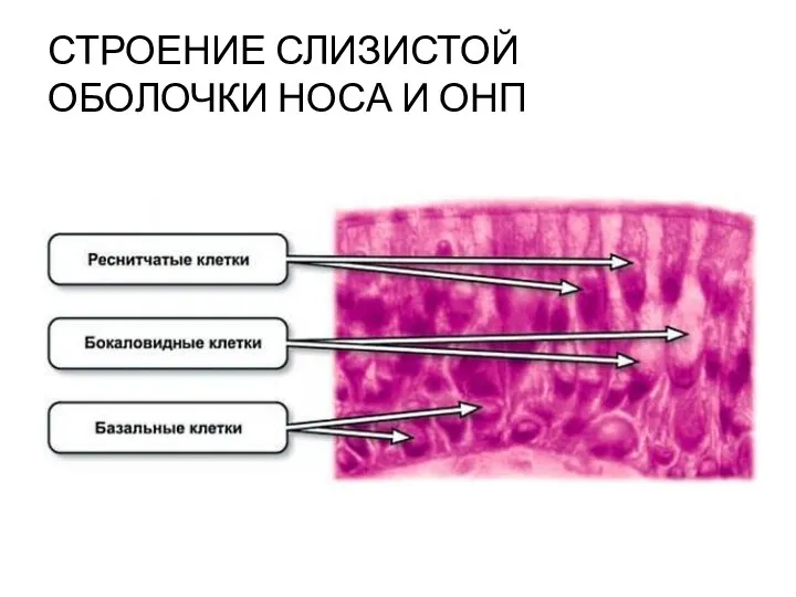 СТРОЕНИЕ СЛИЗИСТОЙ ОБОЛОЧКИ НОСА И ОНП