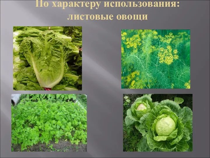 По характеру использования: листовые овощи
