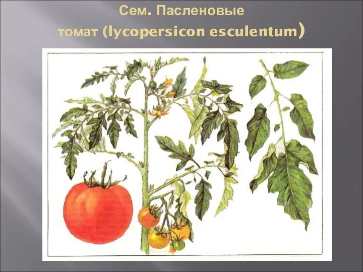 Сем. Пасленовые томат (lycopersicon esculentum)