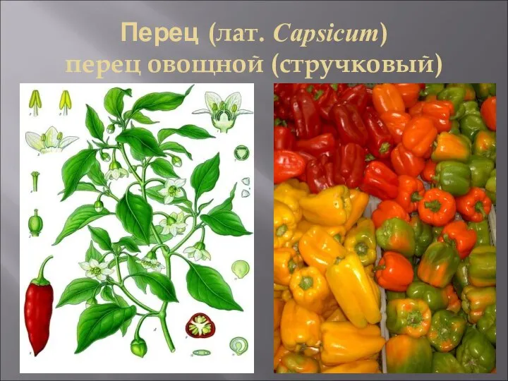 Перец (лат. Capsicum) перец овощной (стручковый)