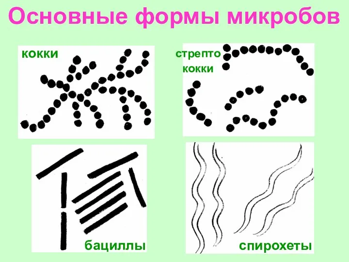 Основные формы микробов стрепто кокки кокки бациллы спирохеты