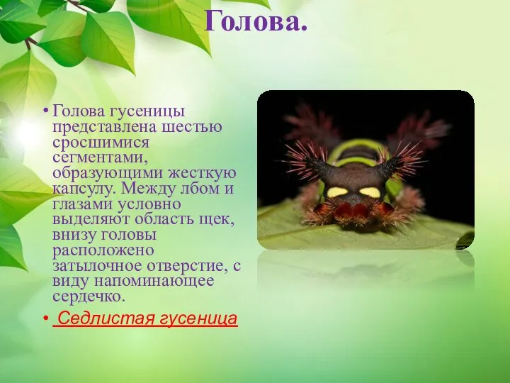 Голова. Голова гусеницы представлена шестью сросшимися сегментами, образующими жесткую капсулу. Между лбом