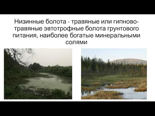 Низинные болота - травяные или гипново-травяные эвтотрофные болота грунтового питания, наиболее богатые минеральными солями