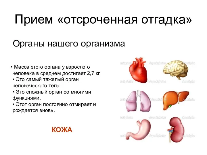 Прием «отсроченная отгадка» Органы нашего организма Масса этого органа у взрослого человека