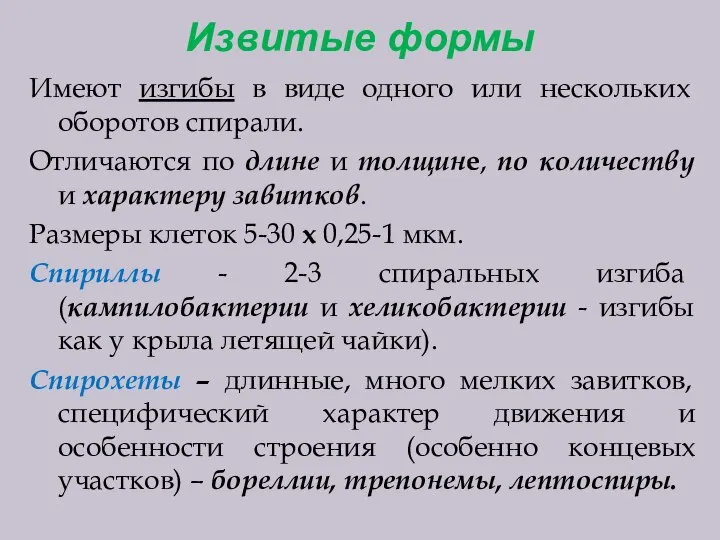 Извитые формы Имеют изгибы в виде одного или нескольких оборотов спирали. Отличаются