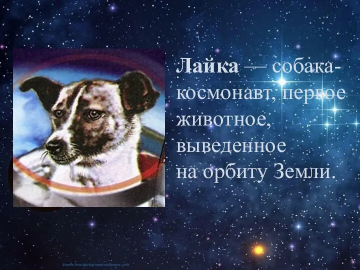 Лайка — собака-космонавт, первое животное, выведенное на орбиту Земли.