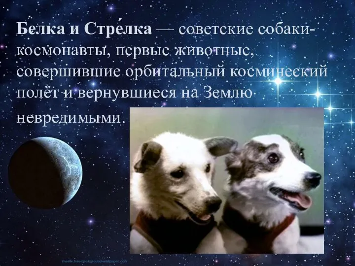 Белка и Стре́лка — советские собаки-космонавты, первые животные, совершившие орбитальный космический полёт
