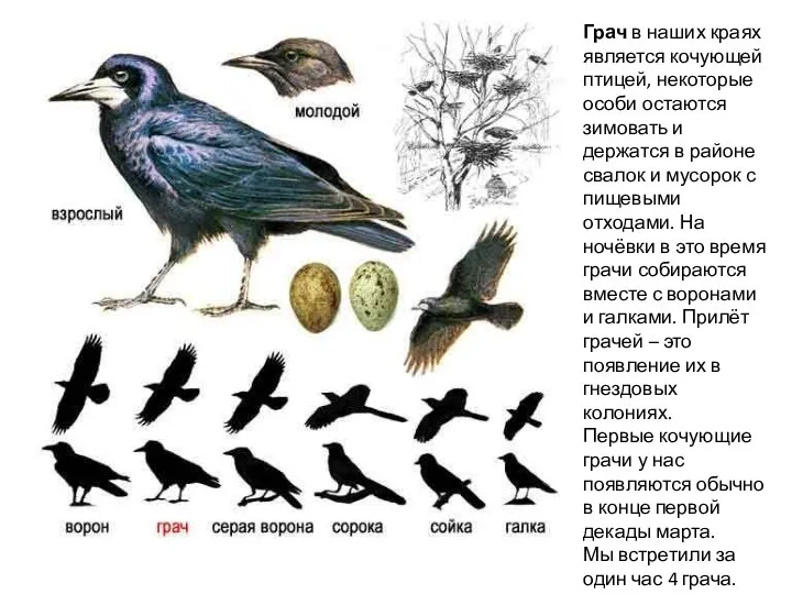 Грач в наших краях является кочующей птицей, некоторые особи остаются зимовать и