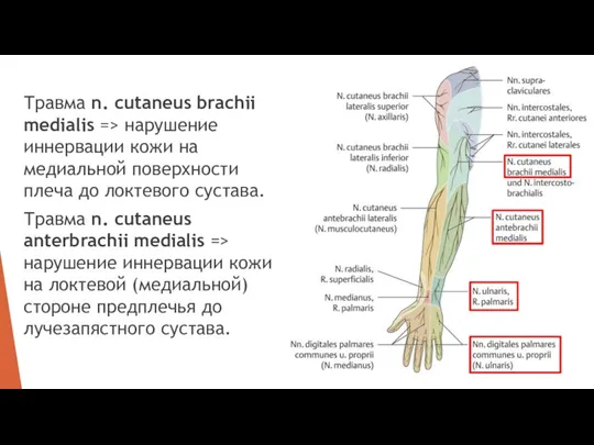 Травма n. cutaneus brachii medialis => нарушение иннервации кожи на медиальной поверхности