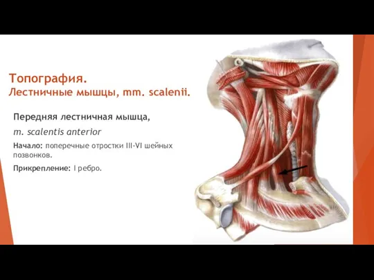 Топография. Лестничные мышцы, mm. scalenii. Передняя лестничная мышца, m. scalentis anterior Начало: