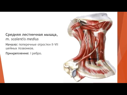 Средняя лестничная мышца, m. scalentis medius Начало: поперечные отростки II-VII шейных позвонков. Прикрепление: I ребро.