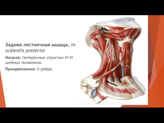 Задняя лестничная мышца, m. scalentis posterior Начало: поперечные отростки IV-VI шейных позвонков. Прикрепление: II ребро.