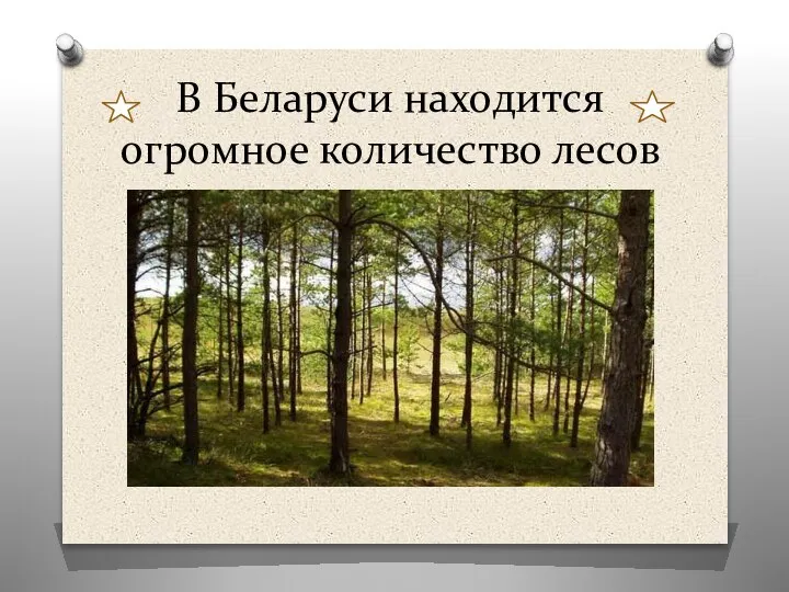В Беларуси находится огромное количество лесов