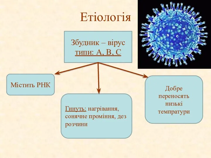 Етіологія Збудник – вірус типи: А, B, C Містить РНК Гинуть: нагрівання,