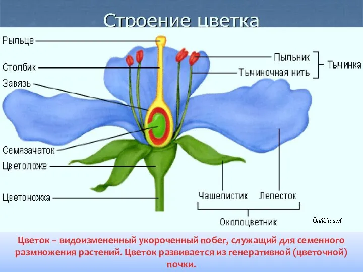 Цветок – видоизмененный укороченный побег, служащий для семенного размножения растений. Цветок развивается из генеративной (цветочной) почки.