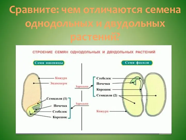 Сравните: чем отличаются семена однодольных и двудольных растений?